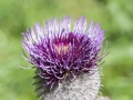 Pod Tanečnicou