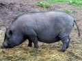 Na farmě v Růžové - Zuzanka