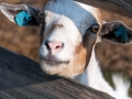 Na farmě