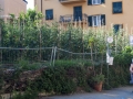 Zahrádka rajčat uprostřed Monterosso Al Mare
