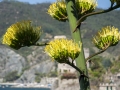 Agáve v Monterosso Al Mare
