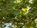 IMG_20200819_0013