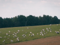 IMG_20210721_0308