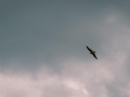 IMG_20210720_0266