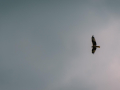 IMG_20210720_0267