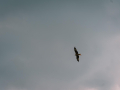 IMG_20210720_0268