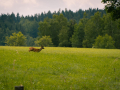 IMG_20210720_0280